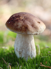 cep