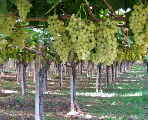 White grapes in a vineyard in Apulia in Italy