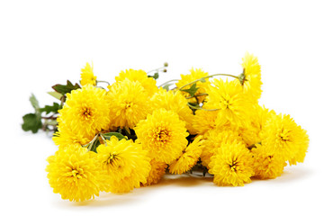 Bouquet of yellow flowers, chrysanthemums isolated on white back