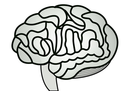 human brain