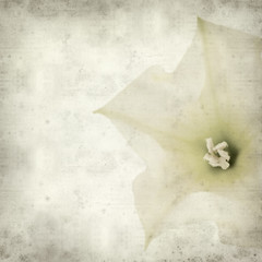 textured old paper background with datura flower