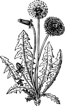 Fototapeta Branch of dandelion