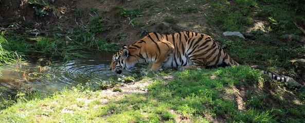 tigre du bengale au point d'eau