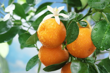 Ripe tangerines on a tree branch.