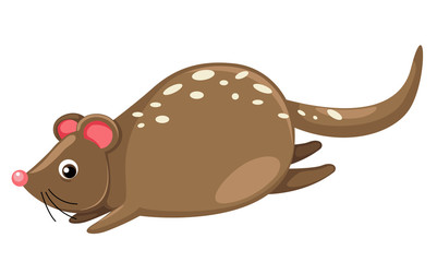 Quoll isolated on white background vector