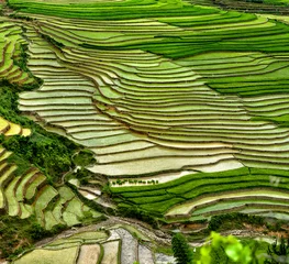 Fotobehang rice field on terraced in mountain. © degist