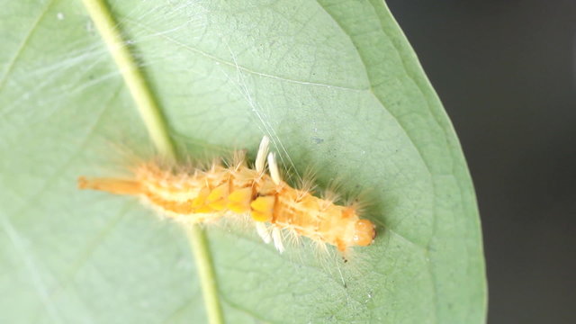 Hairly orange caterpillar moth spinning a web ( Olene mendosa)