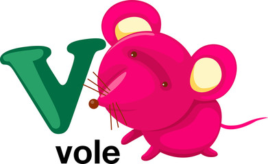 Animal alphabet letter - V 