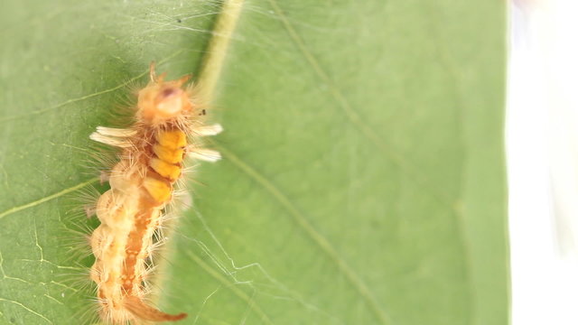 Hairly orange caterpillar moth spinning a web ( Olene mendosa)