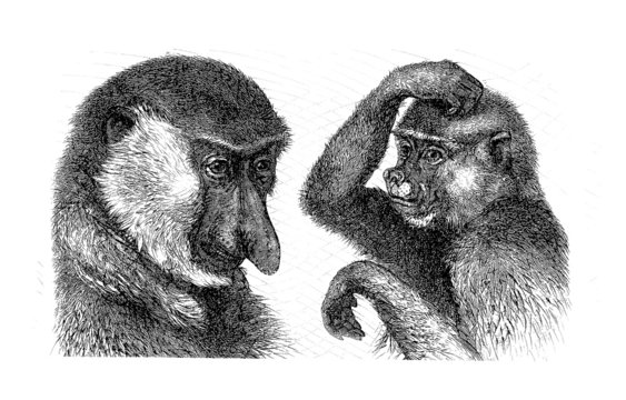 Head : Monkeys