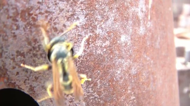Wasp on Rusty Metal