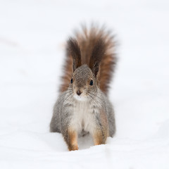 Squirrel on the snow