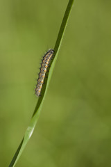 petite chenille
