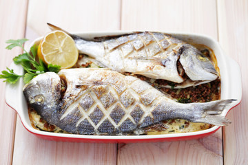dorada fish