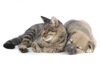 cat and dog