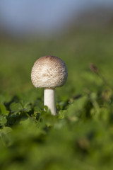 petit champignon