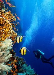 Scuba diver by coral reef