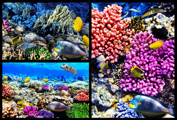 Coral and fish in the Red Sea. Egypt. Collage.