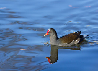 Common Moorhen Reflection