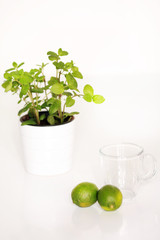 Minzbaum und Limetten mit Tasse
