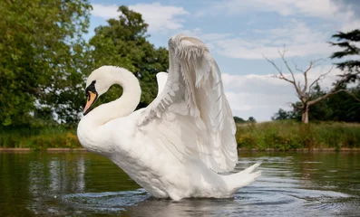 Fotobehang Mute swan stretching on a lake © kevinsday