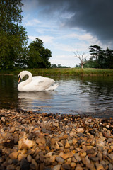 Mute swan (Cygnus olor) gliding on a lake with stormclouds