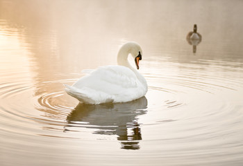 Mute swan (Cygnus olor) resting on a mist covered lake at dawn