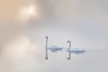 Mute swans Cygnus olor gliding across a mist covered lake