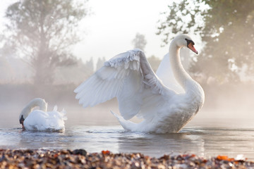 Mute swan stretching on a mist covered lake at dawn