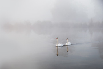 Mute swans Cygnus olor gliding over a mist covered lake at dawn