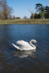 Mute swan (Cygnus olor) gliding across a lake
