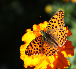 Butterfly on a flower