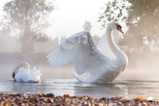 Mute swan stretching on a mist covered lake at dawn