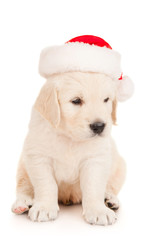 Retriever puppy in a Santa Claus hat