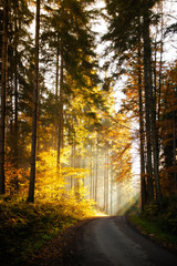 Fototapeta premium Beautiful autumn woods landscape