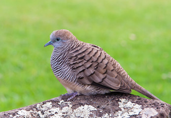 Zebra Dove