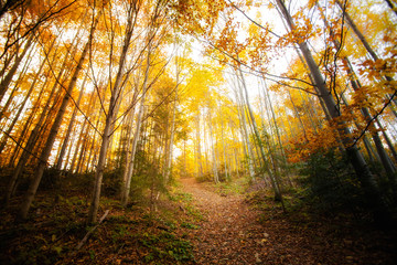 Beautiful autumn woods landscape