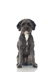 Mixed breed dog - Mischlingshund