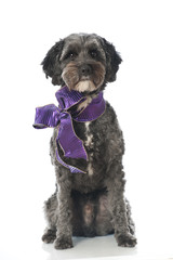 Dog with a loop - Hund mit Schleife