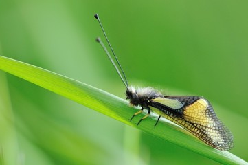 Insetto predatore a riposo