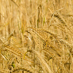 Barley, Hordeum Vulgare