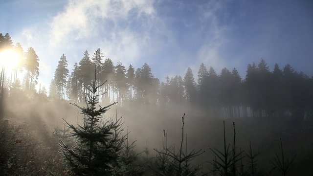 Wald im Nebel in den Alpen