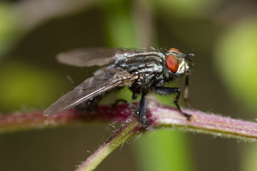 Fly diptera