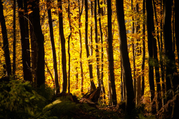 Obraz premium Beautiful autumn woods landscape