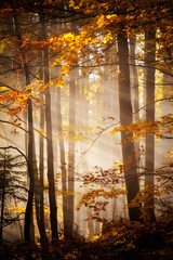 Beautiful autumn woods landscape - obrazy, fototapety, plakaty