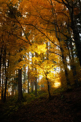 Beautiful autumn woods landscape