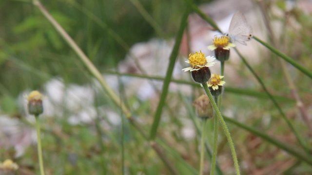 Small grass yellow (Eurema brigitta) butterfly feeding on flower