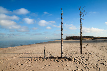 Scenic view of a wild baltic sea beach with old tree remains.