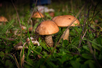 Brown-cap boletus in the forest