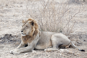 Fototapeta na wymiar Dziki lew